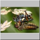 Pamponerus germanicus - Alabasterfliege w08a mit Blatthornkaefer.jpg